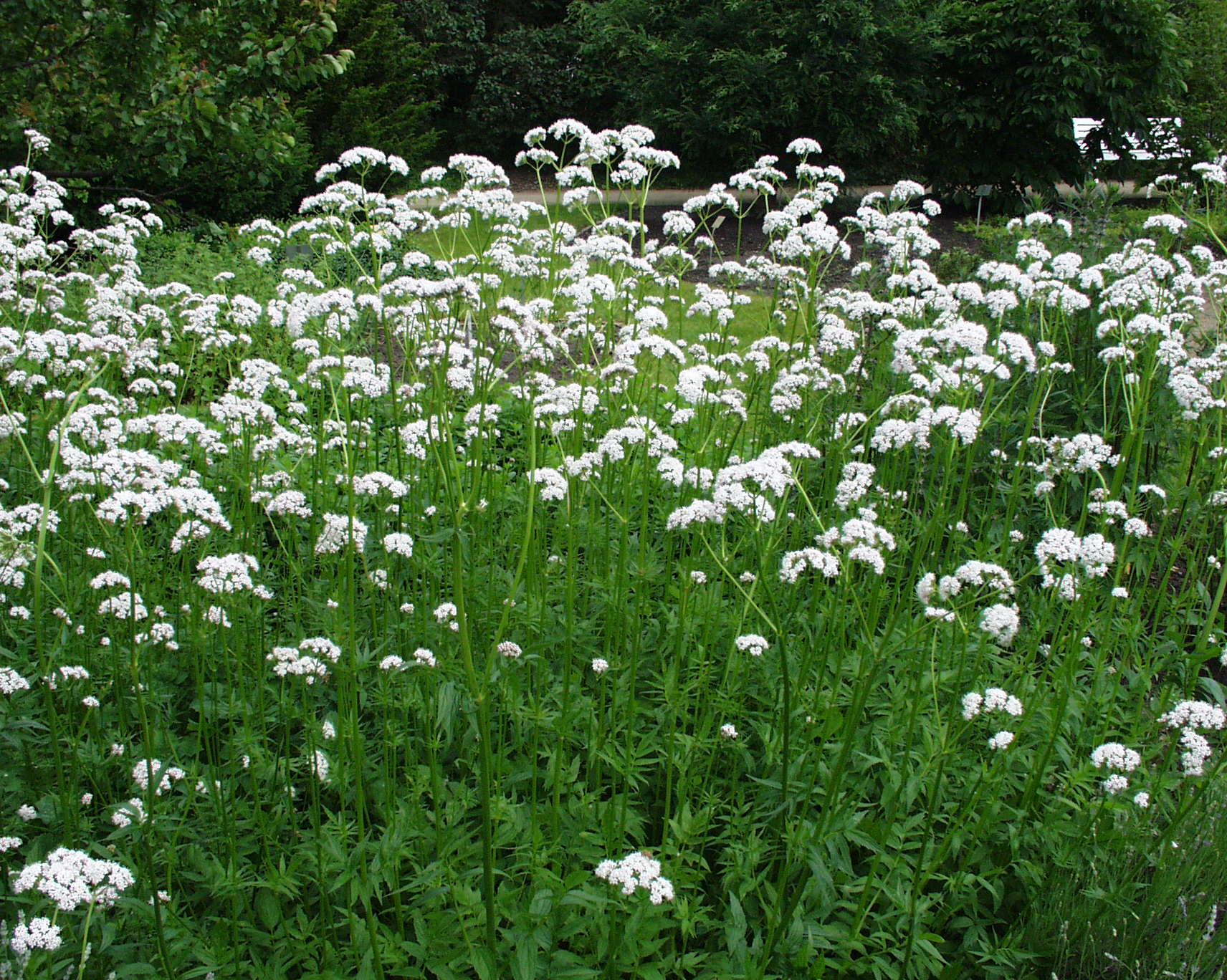 Echter Baldrian Botanischer Garten Berlin